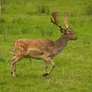 A wild fallow deer