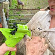 A lamb getting tagged