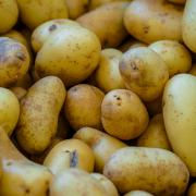 Potatoes