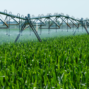 irrigation