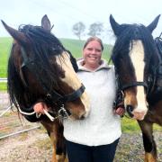 Emma Post of Riana with her Shire horses Stamp and Ben, who will be part of the heavy horse lineup at Deloraine Show next weekend.
