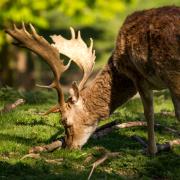Fallow buck deer