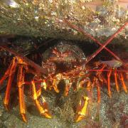 A rock lobster underwater