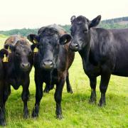 Cattle