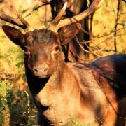 A Fallow deer