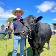 Angus bull Quarterways Techno upheld local pride at Scottsdale last Friday, winning the sashes for senior bull, Angus bull and grand champion of Scottsdale Show. 
