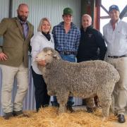 James Wicks of Livestock Consulting Tasmania,  Lucy Gray of Stockman Stud, Will Shoobridge of Cleveland  Pastoral Estate, Gordon Boon of Livestock Consulting Tasmania and Stockman stud manager and classer Kip Gray with the top-priced ram.