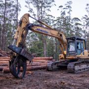 native forest logging