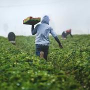 Agriculture workers in field