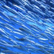 Sardines