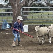 Lachie Boon learning how to shepherd livestock