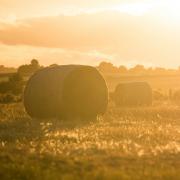 Hay bales in a field