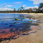 Algal bloom in the south of Tasmania