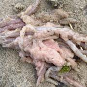 Fish remains found at Verona Sands on Christmas Day.