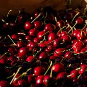 Tasmanian cherries