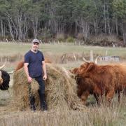 feeding the highland cattle