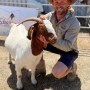 Callan Morse of Sherwood Boer Goats