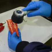 Checking for fruit flies in chill