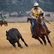 Brett Staines in action.