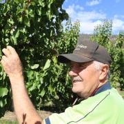 Ian Newnham picking an apricot