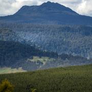 A Forico plantation in northeast Tasmania