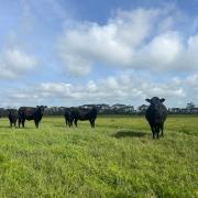 King Island beef property