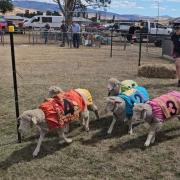 Sheep racing