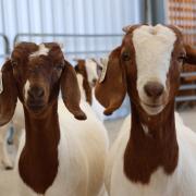 Boer goat does