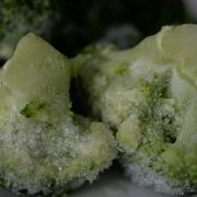 Frozen broccoli 