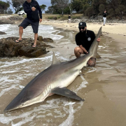 Sammy Tilyard with a massive three metre Bronze Whaler shark he caught and released at Bridport