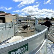 Cattle yards at Hagley Farm Primary School