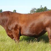 Sprys Down Under S77