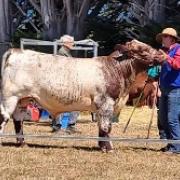 Chudleigh Show Interbreed Supreme male North Eastern Bardy V52