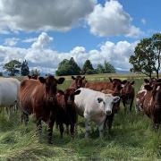Shorthorn cattle