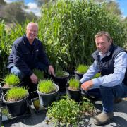 UMS Cressy Research Station manager Tim Smallbon and director and founder Stewart Sutherland look at some of the new seed varieties being developed in one of their plots.