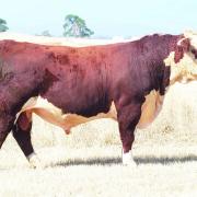 Lot 9 076 a son of Talbalba Kingswood