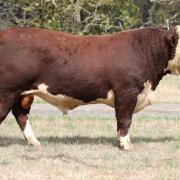 Lot 8 - Quamby Plains Voltage 