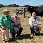 Warren Johnston from Nutrien,  left, Quarterway stud principal Trevor Hall and Craig Steel from Ashwood Ag at Winnaleah with their top-priced bull.