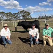 : The $19,000  top-priced bull by Tolivar  Angus,  Lulworth, with  Colin Hill and Hayden  Harper, Tolivar Angus,  and Nutrien Stud Stock  Tasmania agent Cooper  Lamprey.