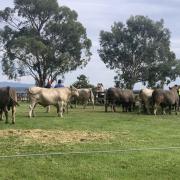 Woodburn Murray Greys