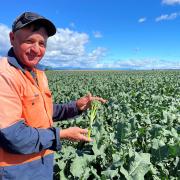 CloudAg broccolini manager Mark Waasdorp in a field of broccolini.