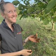 Sophie Millic of Coaldale Walnuts
