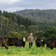 Nathan’s cattle wearing the Halter collar