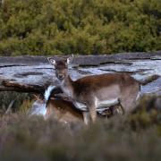 Feral deer. Picture ZAC BARTELS