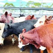 Cattle at Powranna