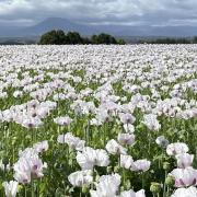 Poppies in a field