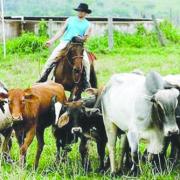 Brazillian cattle farmer