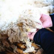 Wool fleece