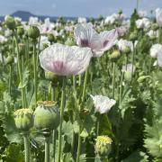 Poppies