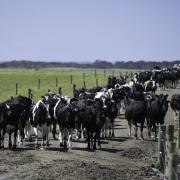 Dairy cows